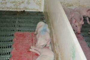 Farrowing crates - Captured at Lindham Piggery, Wild Horse Plains SA Australia.