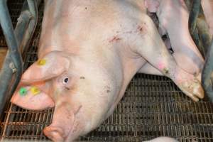 Sow in farrowing crates - Captured at Dublin Piggery, Dublin SA Australia.