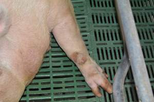 Farrowing crates - Captured at Lindham Piggery, Wild Horse Plains SA Australia.