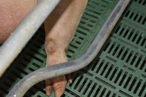 Farrowing crates - Captured at Lindham Piggery, Wild Horse Plains SA Australia.