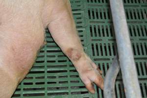 Farrowing crates - Captured at Lindham Piggery, Wild Horse Plains SA Australia.