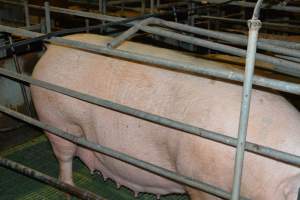 Farrowing crates - Captured at Lindham Piggery, Wild Horse Plains SA Australia.