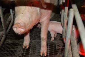 Sow in farrowing crates - Captured at Dublin Piggery, Dublin SA Australia.