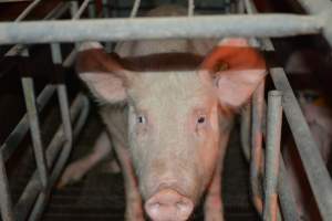 Sow in farrowing crates - Captured at Dublin Piggery, Dublin SA Australia.