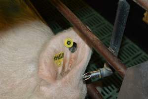 Ear tag - Captured at Lindham Piggery, Wild Horse Plains SA Australia.