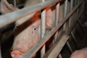 Sow in farrowing crates - Captured at Dublin Piggery, Dublin SA Australia.