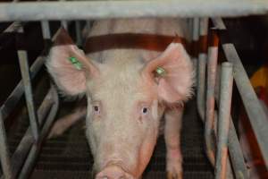 Sow in farrowing crates - Captured at Dublin Piggery, Dublin SA Australia.