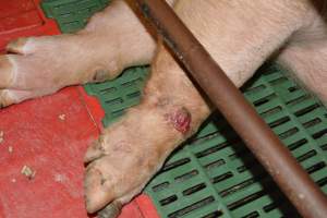 Pressure sore on sow - Captured at Lindham Piggery, Wild Horse Plains SA Australia.