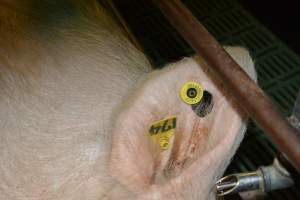 Ear tag on sow - Captured at Lindham Piggery, Wild Horse Plains SA Australia.