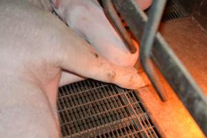 Farrowing crates - Captured at Dublin Piggery, Dublin SA Australia.