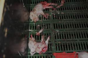 Dead piglets in farrowing crates - Captured at Dublin Piggery, Dublin SA Australia.