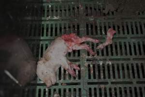 Dead piglets in farrowing crates - Captured at Dublin Piggery, Dublin SA Australia.