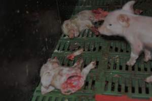 Dead piglets in farrowing crates - Captured at Dublin Piggery, Dublin SA Australia.