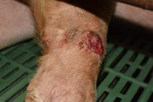 Pressure sore on sow - Captured at Lindham Piggery, Wild Horse Plains SA Australia.