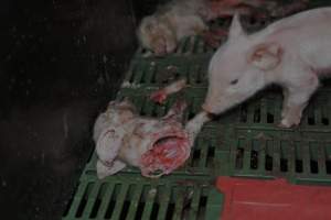 Dead piglets in farrowing crates - Captured at Dublin Piggery, Dublin SA Australia.