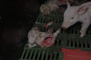 Dead piglets in farrowing crates - Captured at Dublin Piggery, Dublin SA Australia.