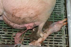 Still born piglet - Captured at Lindham Piggery, Wild Horse Plains SA Australia.