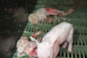 Dead piglets in farrowing crates - Captured at Dublin Piggery, Dublin SA Australia.