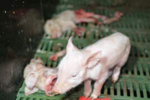 Dead piglets in farrowing crates - Captured at Dublin Piggery, Dublin SA Australia.