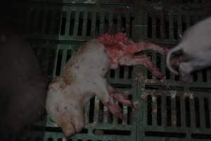 Dead piglets in farrowing crates - Captured at Dublin Piggery, Dublin SA Australia.