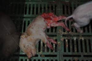 Dead piglets in farrowing crates - Captured at Dublin Piggery, Dublin SA Australia.