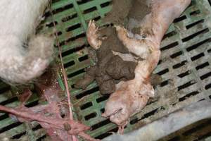 Still born piglet - Captured at Lindham Piggery, Wild Horse Plains SA Australia.