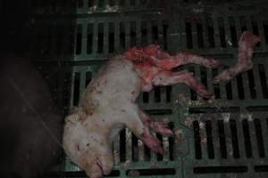 Dead piglets in farrowing crates - Captured at Dublin Piggery, Dublin SA Australia.