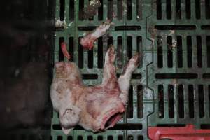 Dead piglets in farrowing crates - Captured at Dublin Piggery, Dublin SA Australia.