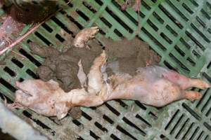 Farrowing crates - Captured at Lindham Piggery, Wild Horse Plains SA Australia.