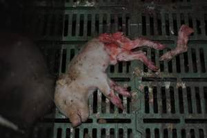 Dead piglets in farrowing crates - Captured at Dublin Piggery, Dublin SA Australia.