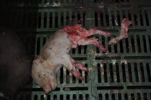 Dead piglets in farrowing crates - Captured at Dublin Piggery, Dublin SA Australia.