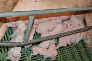 Farrowing crates - Captured at Lindham Piggery, Wild Horse Plains SA Australia.