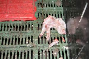 Dead piglets in farrowing crates - Captured at Dublin Piggery, Dublin SA Australia.