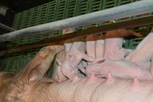 Farrowing crates - Captured at Lindham Piggery, Wild Horse Plains SA Australia.