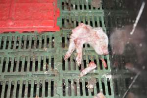 Dead piglets in farrowing crates - Captured at Dublin Piggery, Dublin SA Australia.