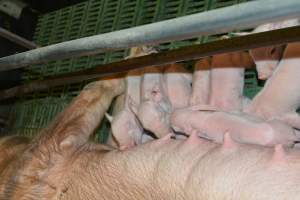 Farrowing crates - Captured at Lindham Piggery, Wild Horse Plains SA Australia.