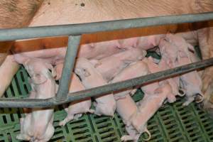 Farrowing crates - Captured at Lindham Piggery, Wild Horse Plains SA Australia.