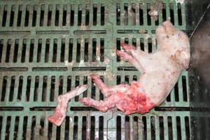 Dead piglets in farrowing crates - Captured at Dublin Piggery, Dublin SA Australia.