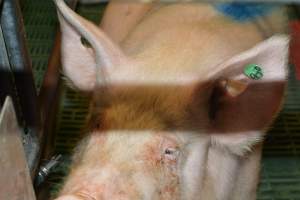 Farrowing crates - Captured at Lindham Piggery, Wild Horse Plains SA Australia.