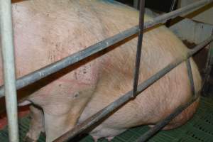 Farrowing crates - Captured at Lindham Piggery, Wild Horse Plains SA Australia.