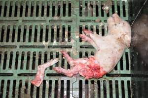 Dead piglets in farrowing crates - Captured at Dublin Piggery, Dublin SA Australia.