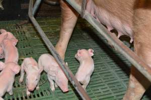 Farrowing crates - Captured at Lindham Piggery, Wild Horse Plains SA Australia.