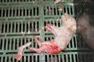 Dead piglets in farrowing crates - Captured at Dublin Piggery, Dublin SA Australia.