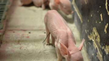 Farrowing crates - Captured at Lindham Piggery, Wild Horse Plains SA Australia.