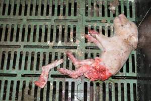 Dead piglets in farrowing crates - Captured at Dublin Piggery, Dublin SA Australia.