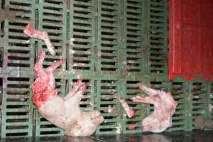 Dead piglets in farrowing crates - Captured at Dublin Piggery, Dublin SA Australia.