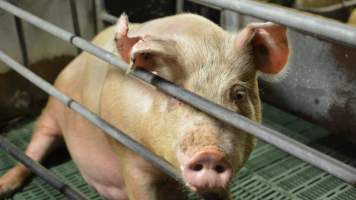 Sow in farrowing crates - Captured at Lindham Piggery, Wild Horse Plains SA Australia.