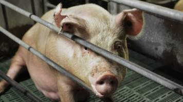 Sow in farrowing crates - Captured at Lindham Piggery, Wild Horse Plains SA Australia.