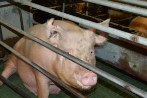 Sow in farrowing crates - Captured at Lindham Piggery, Wild Horse Plains SA Australia.