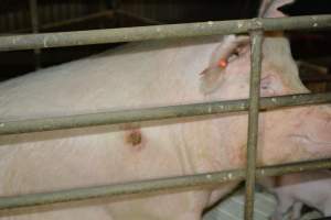 Sow with pressure sore - Captured at Dublin Piggery, Dublin SA Australia.